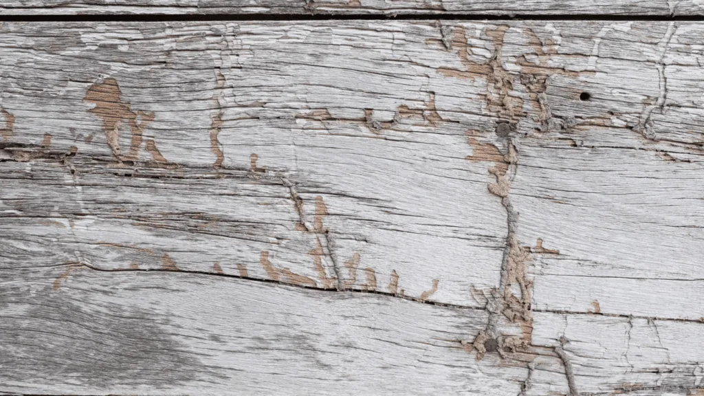 Wood worm derry